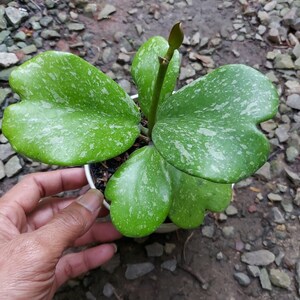 Hoya Kerrii Splash Very Cheap Free Phytosanitary Certificate Fast Shipping 100% guaranteed