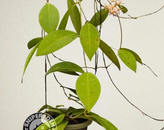 Hoya Serpens Splash/silver - Etsy