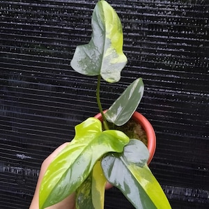 Philodendron bipennifolium variegated - Etsy 日本