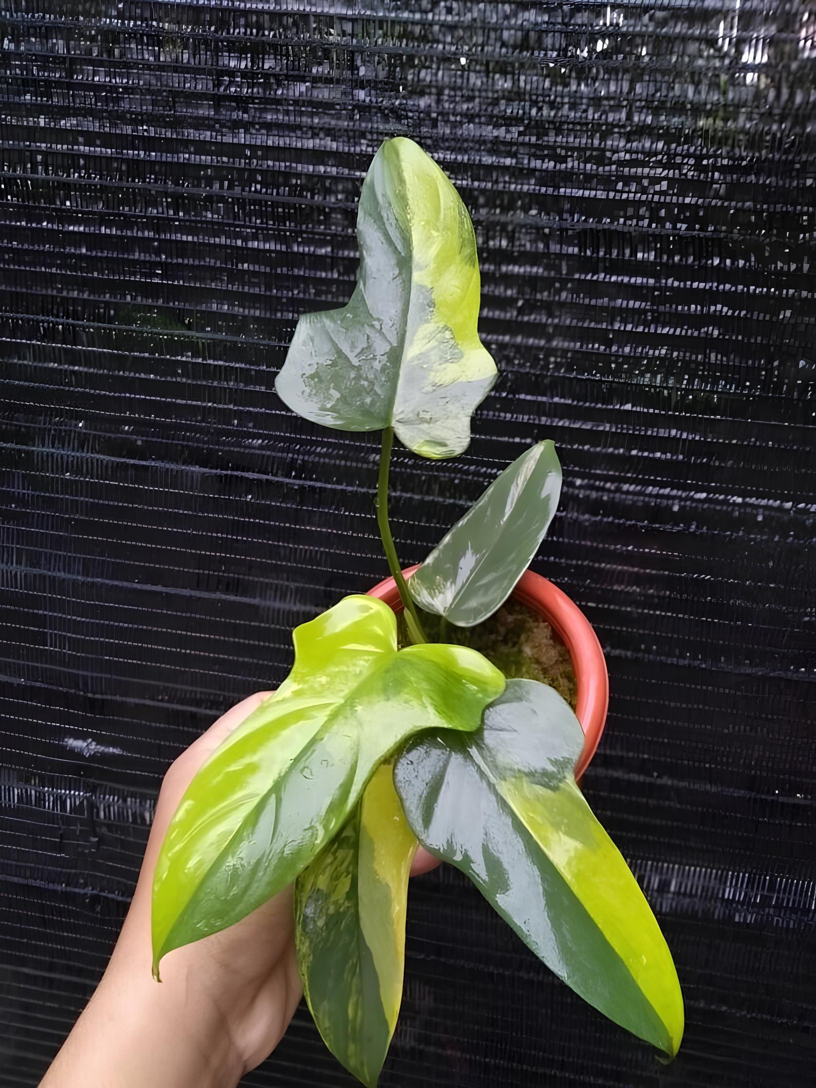 フィロデンドロン バイオリン 斑入り フィロデンドロン バイオリン