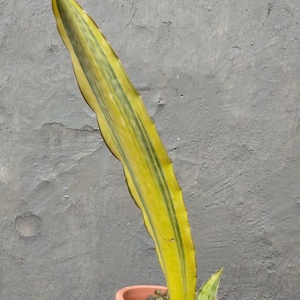 Sansevieria Dragon King Variegated Free Phytosanitary Certificate Fast Shipping