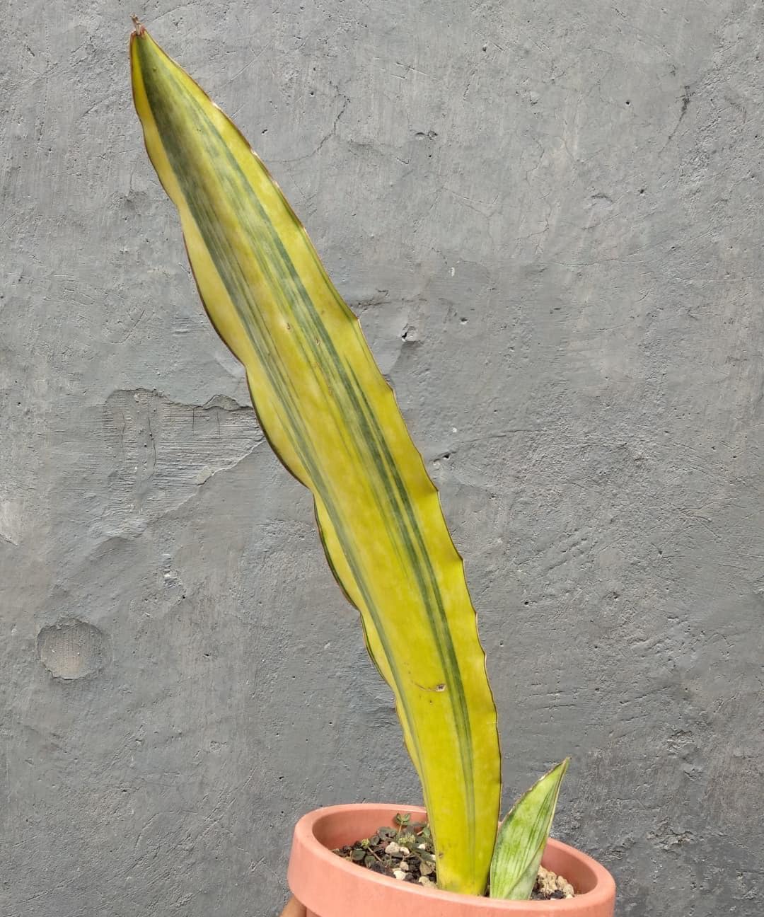 サンスベリア Dragon King variegated EXACT PLANT Sansevieria dragon king variegated – Succulentasia