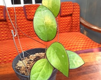 Wholesale Hoya KSB 01  The most unique Hoya flower Rare to find! Free Phytosanitary Certificate Fast Shipping