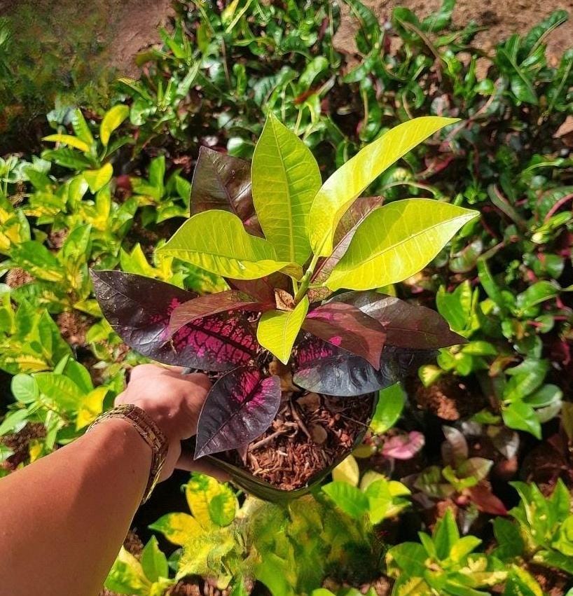 Codiaeum Variegatum Croton Grape Beauty Free Phytosanitary certificate Fast Shipping
