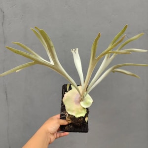 Platycerium Veitchii, Das Einzigartigste zu finden!  Schneller Versand