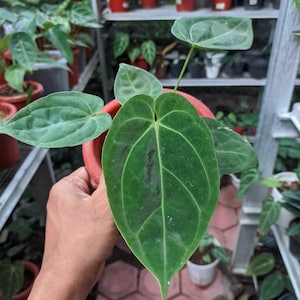 Anthurium ace of spades - Etsy 日本 Anthurium ace of spades - Etsy 日本