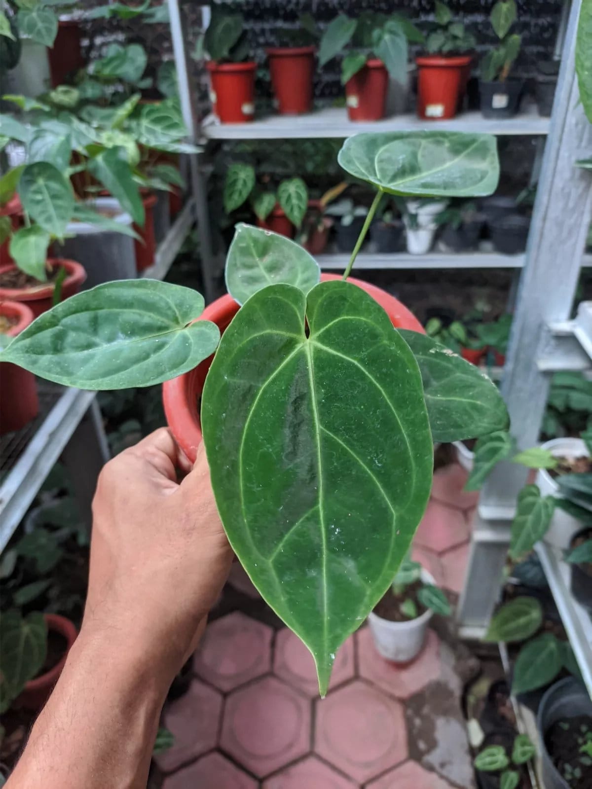 Anthurium king of spades plant - Etsy 日本 Anthurium king of spades plant - Etsy 日本