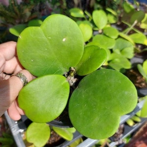 Hoya Kerrii Very Cheap Free Phytosanitary Certificate Fast Shipping 100% guaranteed