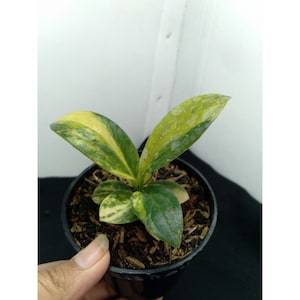 Certificat phytosanitaire gratuit panaché d&#39;Anthurium Jemanii Expédition rapide par DHL