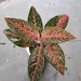 see more listings in the Aglaonema section