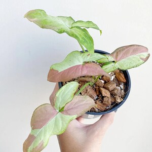 Syngonium Saumon rose panaché Certificat phytosanitaire gratuit Expédition rapide par DHL