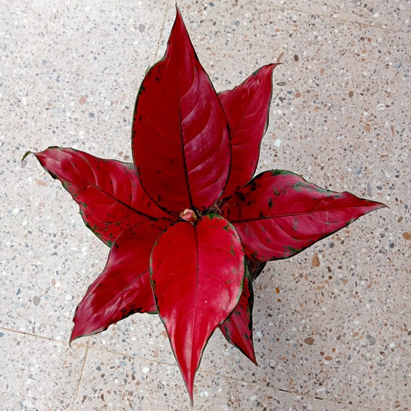 Aglaonema Red King - Etsy
