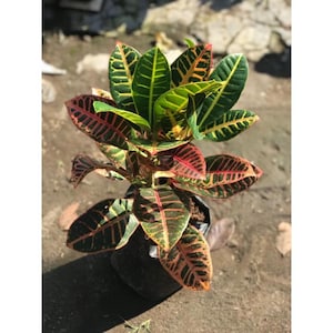 Codiaeum Variegatum Croton Proton Free Phytosanitary certificate Fast Shipping