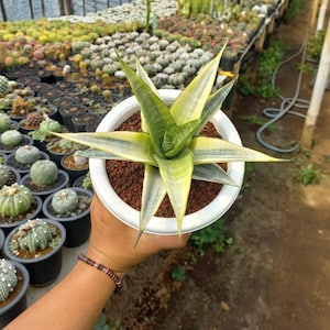 Sansevieria Cordova Blanc Panaché Certificat Phytosanitaire Gratuit Expédition Rapide