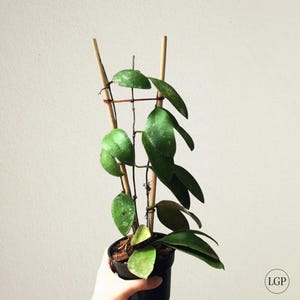 Hoya Benchaii: ¡La flor de Hoya más singular! ¡Es difícil de encontrar! Certificado fitosanitario gratuito. Envío rápido.