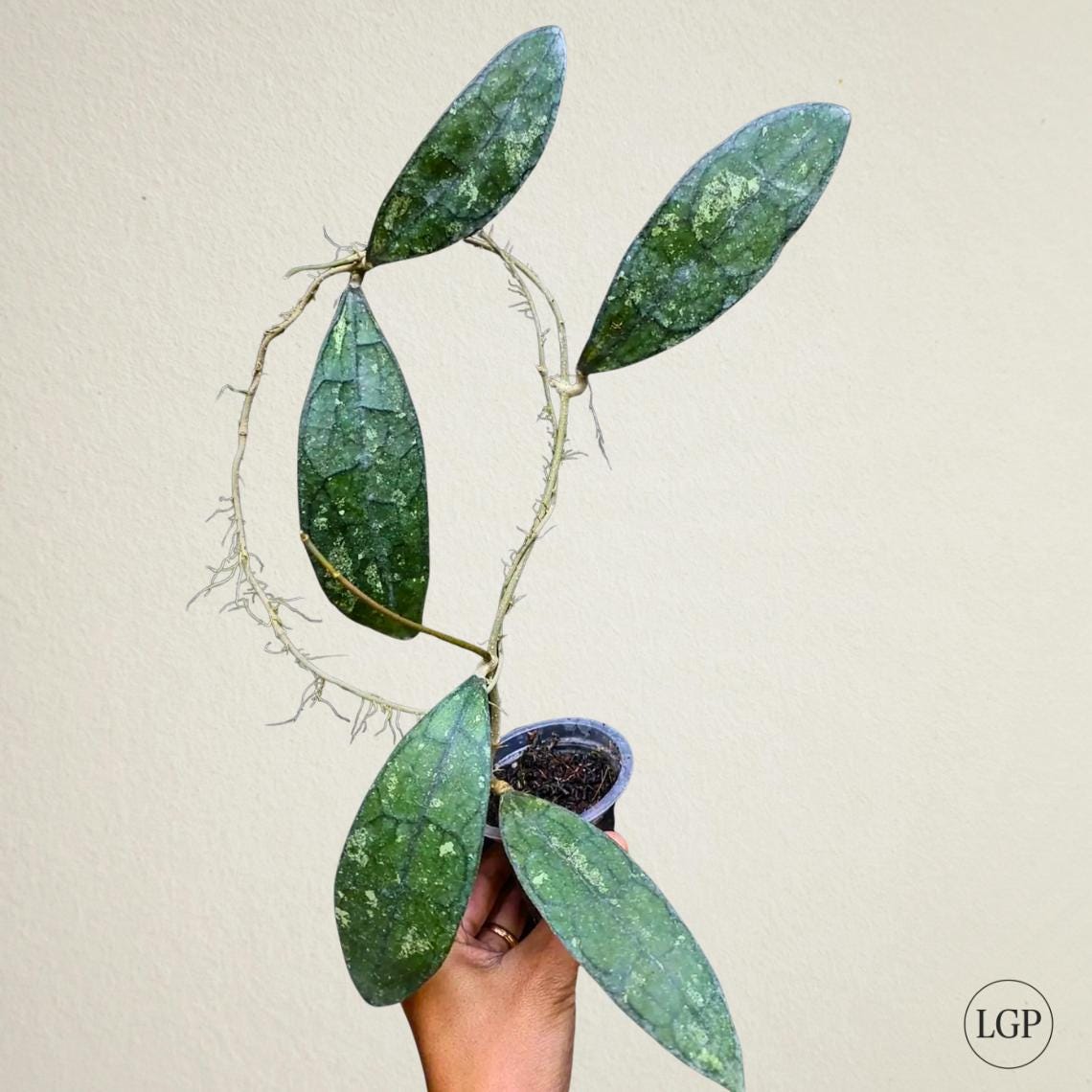 Hoya Clemensiorum Green Splash - Etsy
