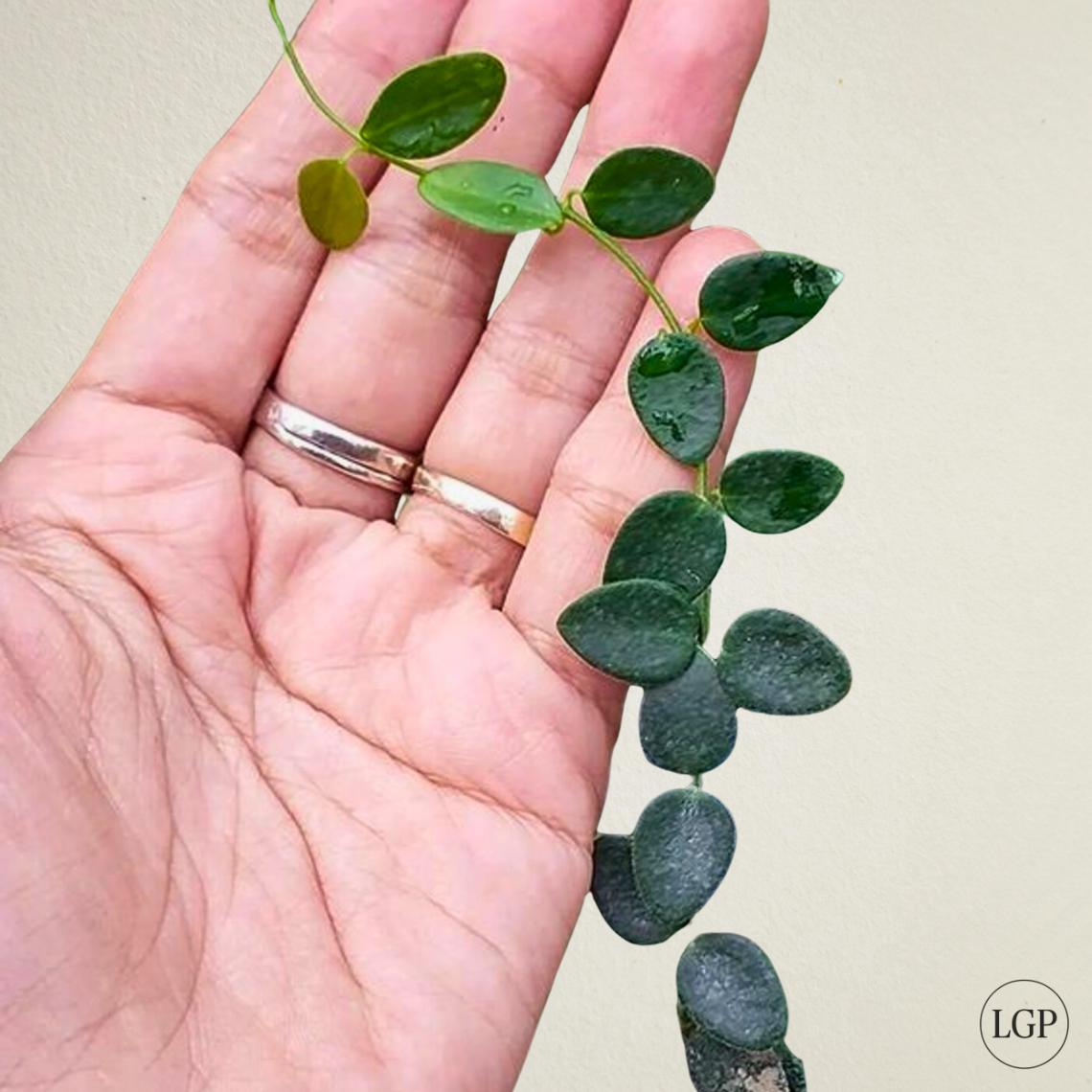 0904＊Hoya ＊ ホヤ ＊ pulleana ＊ IM-08 Hoya sp. IM-08