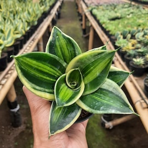 Certificat phytosanitaire gratuit panaché de la pagode Sansevieria Expédition rapide