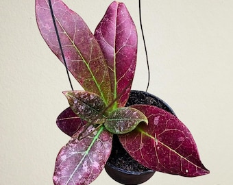 Hoya Diversifolia Maharani Variegated Rare Tropical Plant - Etsy