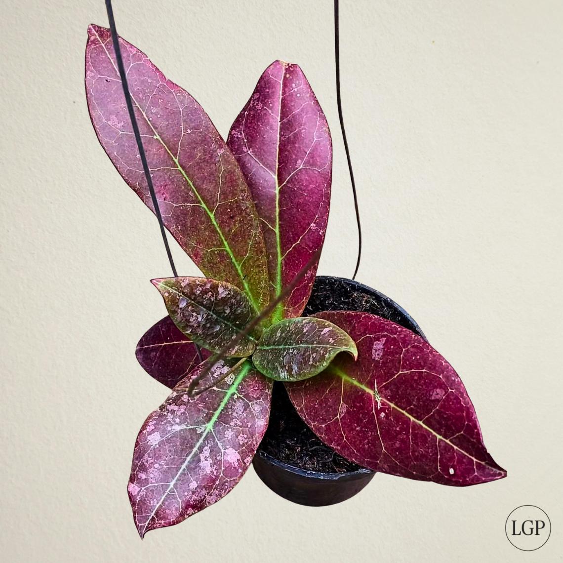 Hoya Madara Snow Angel - Etsy