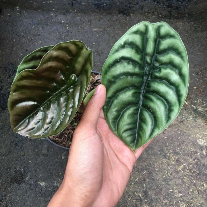 1 アロカシア　マハラニ　ゴールド Alocasia new guinea gold - Etsy 日本