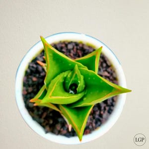 Sansevieria Pagoda Tower Free Phytosanitary Certificate Fast Shipping