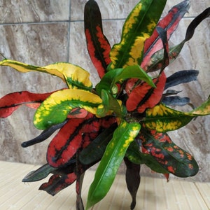 Codiaeum Variegatum Croton Sakura  Free Phytosanitary certificate Fast Shipping
