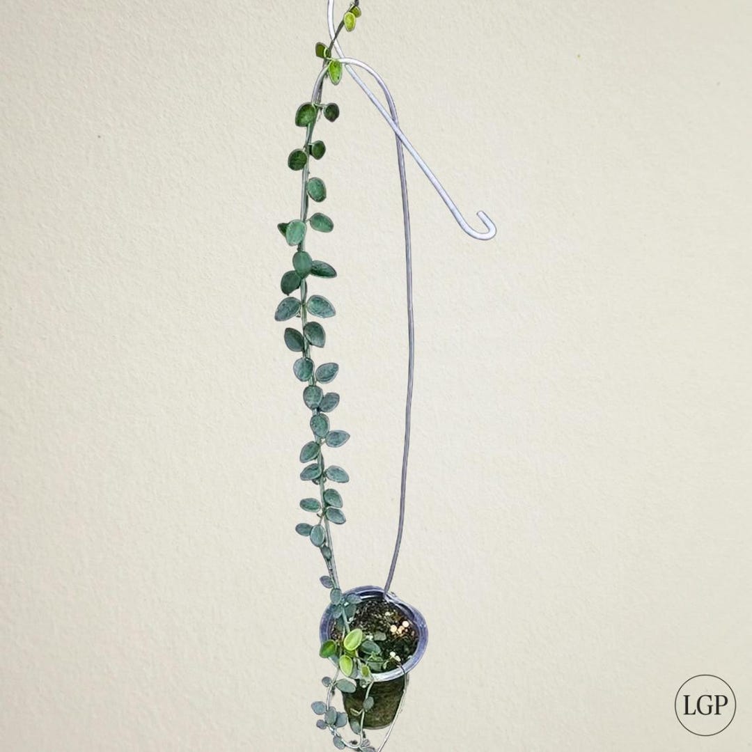 Hoya Pulleana the Most Unique Hoya Flower Rare to Find! Free