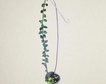 Large Plant - Hoya Diversifolia - Etsy India