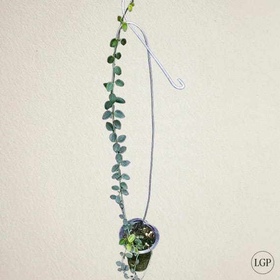 Hoya Pulleana the Most Unique Hoya Flower Rare to Find! Free