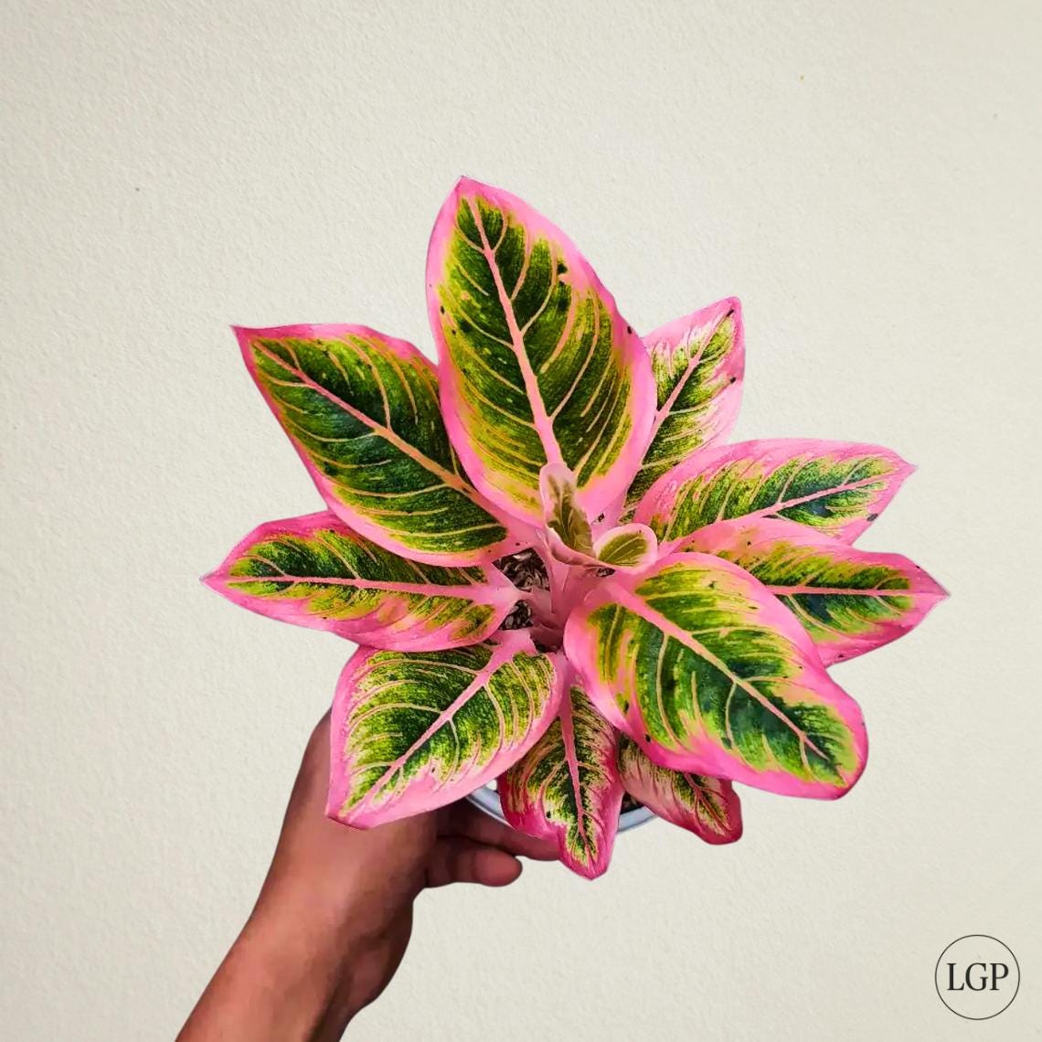 Aglaonema Lotus Delight Rare Pink Leaf Plant - Etsy