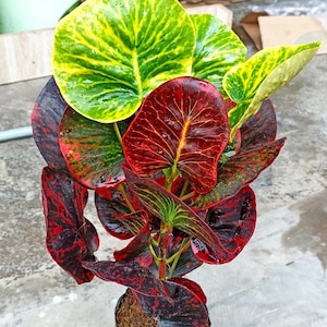 Codiaeum Variegatum Croton Apple Ruby Free Phytosanitary certificate Fast Shipping