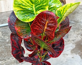 Codiaeum Variegatum Croton Apple Ruby Free Phytosanitary certificate Fast Shipping
