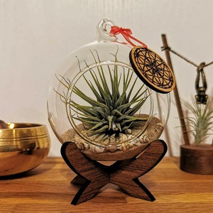 Gift idea: glass ball with pendant - home decoration with air plant environmentally friendly - sustainable