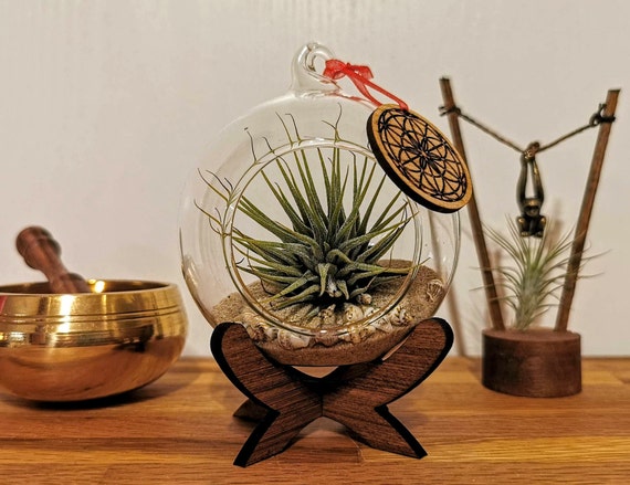 Glaskugel mit Anhänger- Heim-Deko mit Luftpflanze umweltfreundlich- nachhaltige Geschenkidee
