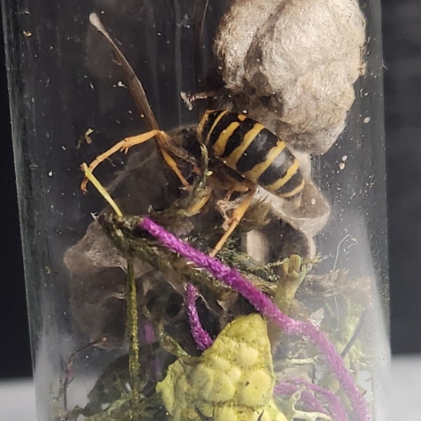 Wasp Dry Specimen Jar