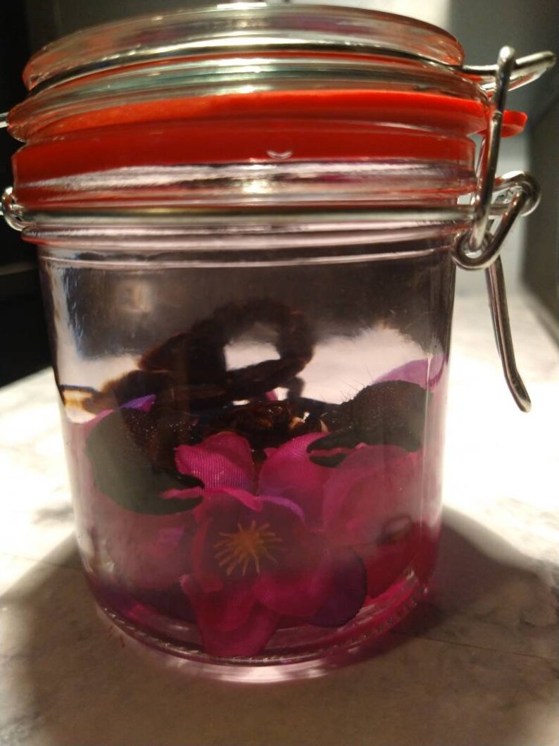 Preserved Emperor Scorpion Wet Specimen