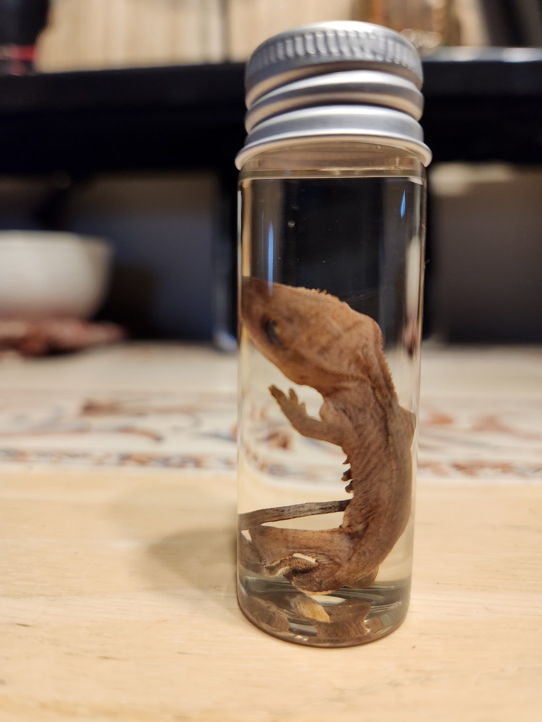 Preserved Crested Gecko Wet Specimen Etsy
