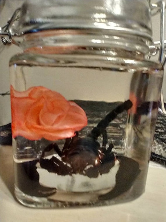 Preserved Emperor Scorpion Wet Specimen