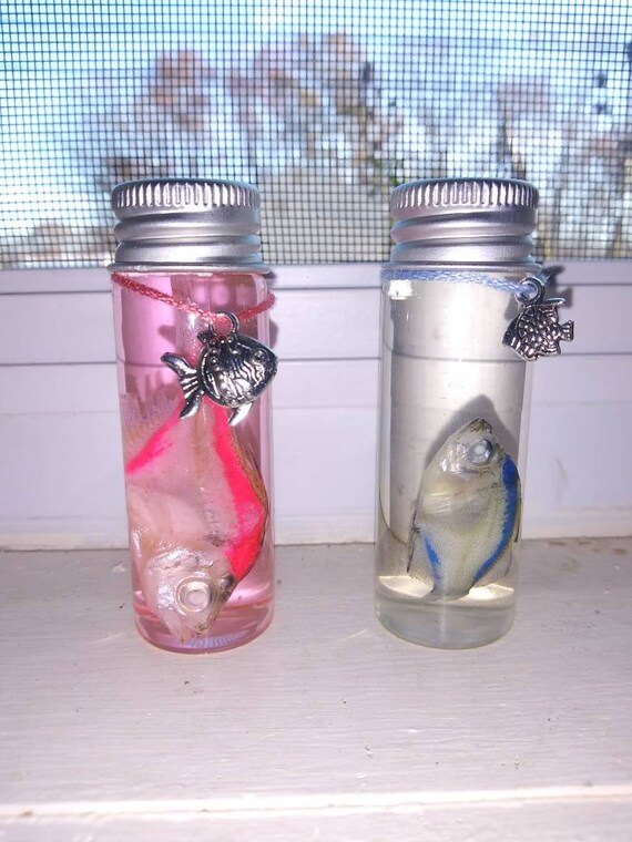 Preserved Painted Glass Tetra Wet Specimen Etsy