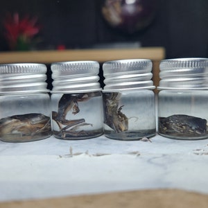 May include: Six small glass jars with silver lids, each containing a preserved insect or arthropod specimen. The specimens vary in color, ranging from light brown to dark brown and black. The jars are arranged in a row.