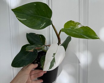 Philodendron White Princess Tricolor