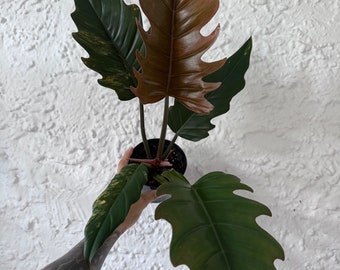 Philodendron Caramel Marble