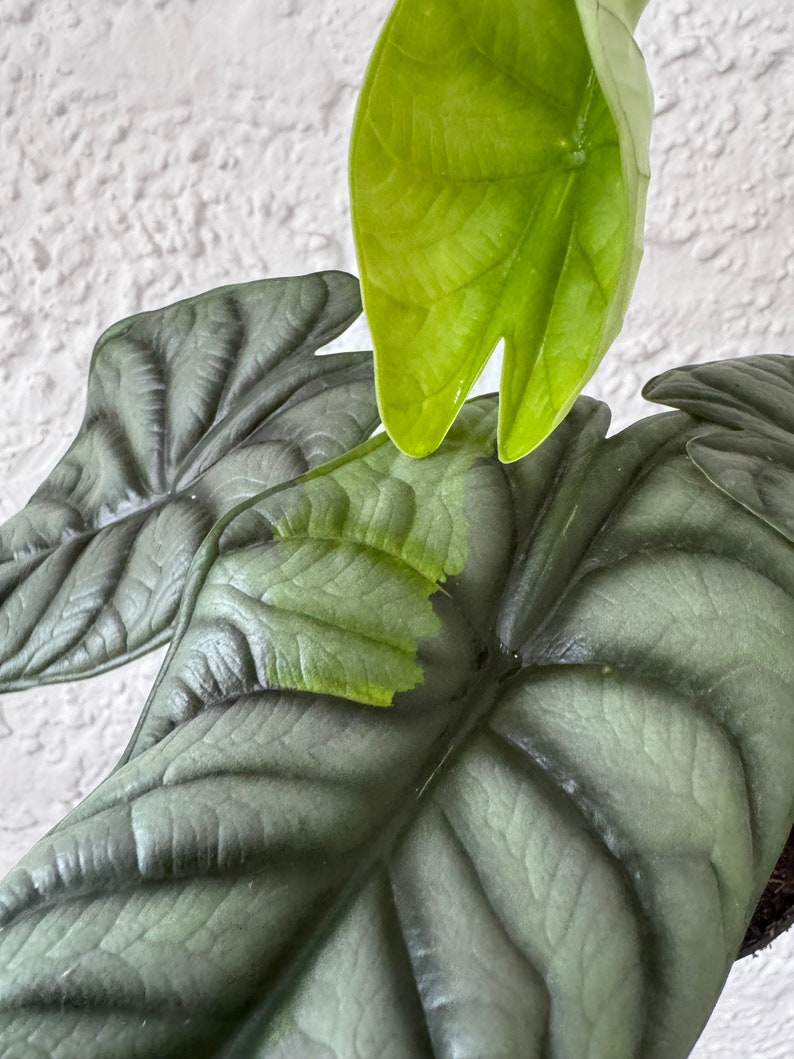 Alocasia Silver Dragon Variegated image 2