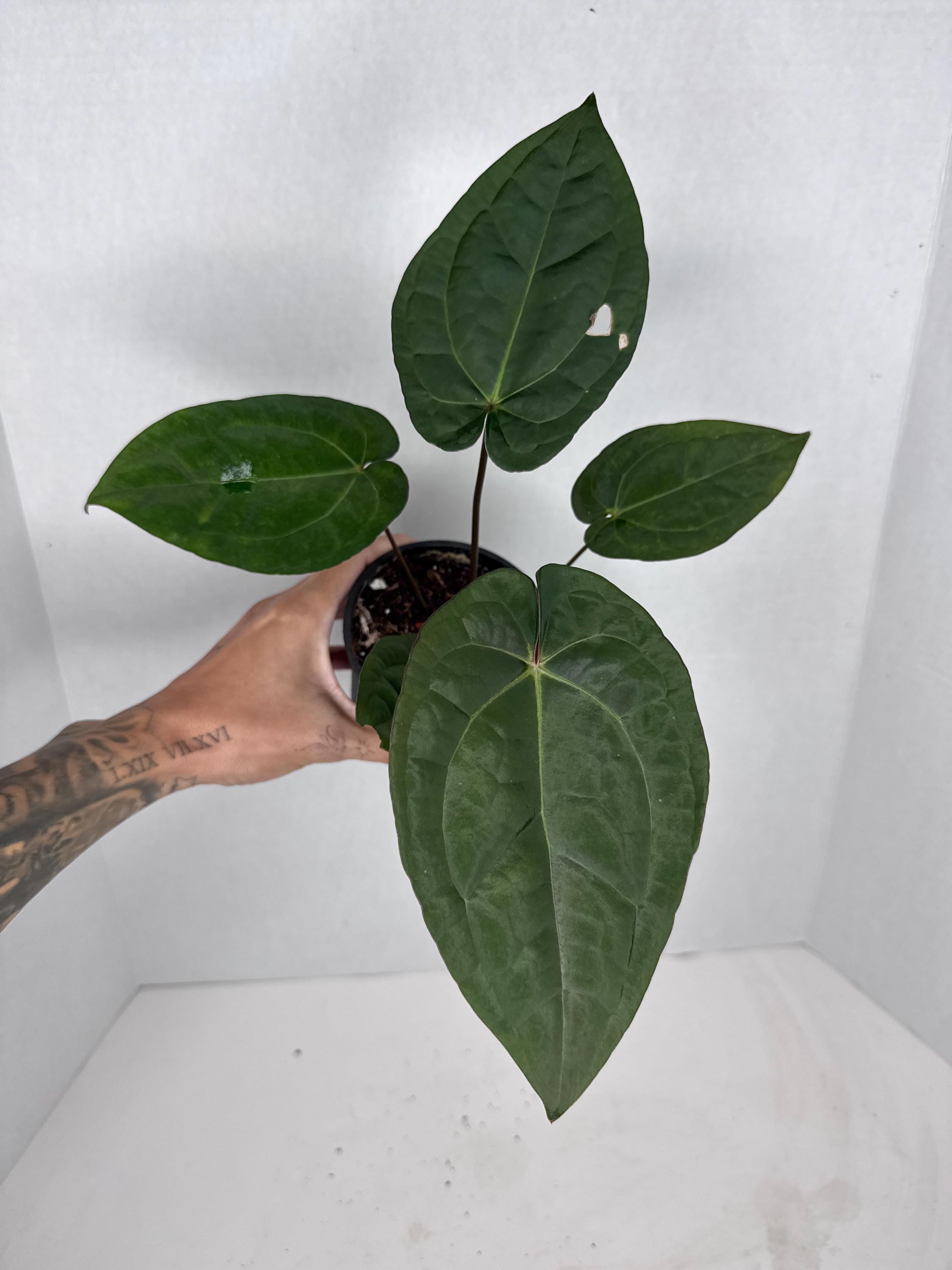 Anthurium Zara X - Etsy