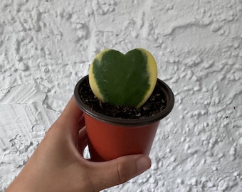 Hoya Kerrii Heart variegated