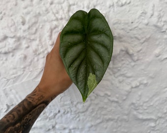 Alocasia Baginda Silver Dragon Variegated