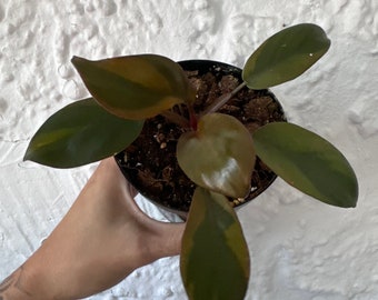 Philodendron Black Cardinal Variegated