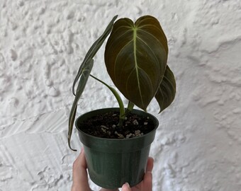 Philodendron Melanochrysum