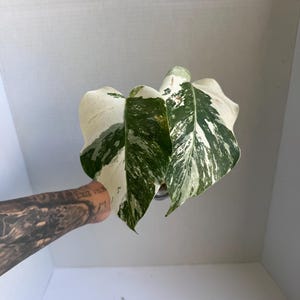 May include: Close-up of a variegated Monstera plant leaf. The leaf features a striking pattern of white and green variegation. The plant's leaves are held against a white background.